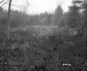 Hazen Property, Field and Forest