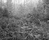 Hazen Property, Forest View