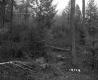 Hazen Property, Forest View