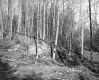 Hazen Property, Forest View