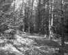 Hazen Property, Forest View