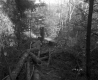 Hazen Property, Logging in Forest