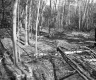 Hazen Property, Forest View