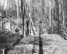Hazen Property, Forest View