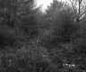 Forest on the Property of Farrell Farms Inc.