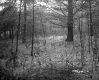 Forest on the Property of Farrell Farms Inc.