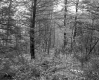 Forest on the Property of Farrell Farms Inc.