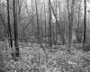 Forest on the Property of Farrell Farms Inc.