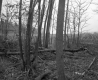 Crop Field on the Property of Farrell Farms Inc.