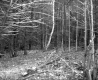 Forest on the Property of Farrell Farms Inc.