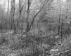 Forest on the Property of the Norwich School District