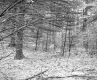 Forest on the Property of the Norwich School District