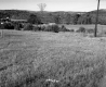 Weiss Property, Farm Field