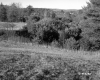 Weiss Property, Farm Fields and Forest