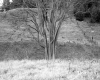 Britton and Nelson Property, Farm Fields