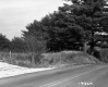 Gilson Property, Driveway and Patch of Trees
