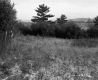 Gilson Property, Field and Trees