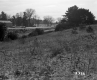 Gilson Property, Shrubs and Trees on Slope