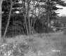 Gilson Property, Patch of Trees