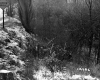 Dunham Property, Forest on Highway