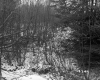 Cooley Property, Forest View