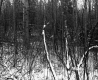 Cooley Property, Forest View