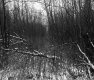 Cooley Property, Forest View