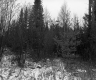 Cooley Property, Forest View