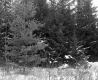 Cooley Property, Forest View