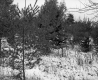 Cooley Property, Forest View