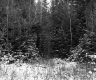 Cooley Property, Forest View