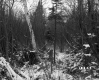 Cooley Property, Forest View