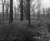 Frank Property, Patch of Trees