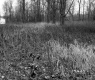 Frank Property, Field and Trees