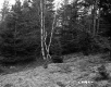 Abbott Property, Forest View