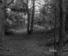 Abbott Property, Forest View