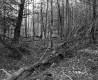 Abbott Property, Forest View