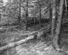 Abbott Property, Logging in Forest