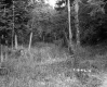 Abbott Property, Forest View