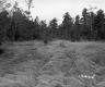 Abbott Property, Field and Forest