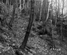 Abbott Property, Forest View