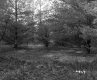 Abbott Property, Forest View