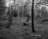 Abbott Property, Logging in Forest