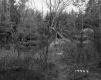 Abbott Property, Forest View