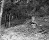Abbott Property, Logging in Forest