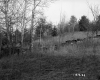 Abbott Property, Stone Wall through Field