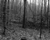 Churchill Property, Forest View