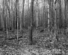 Churchill Property, Forest View