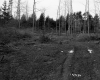 Churchill Property, Logging in Forest