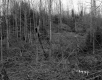 Churchill Property, Logging in Forest